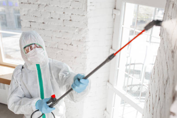 Reliable Hillandale, MD Mold Removal Solutions