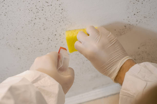 Biohazard Mold Removal in Hillandale, MD