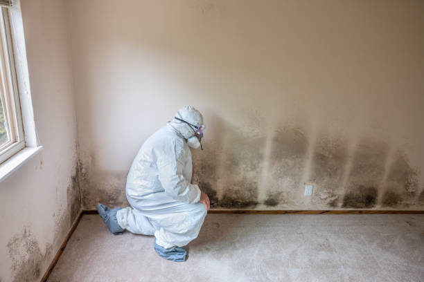 Best Crawl Space Mold Remediation  in Hillandale, MD